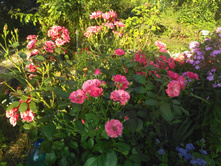 IMG 2016-08-05 172701.jpg