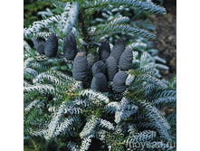 ����� koreana silberlocke