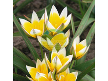 ������� ����� ���������� 7/8 ������������ (10��) ���� 113,32 ���.