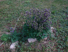 DSC05009 - ����� (2).JPG