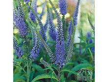 �������� �������������.jpg