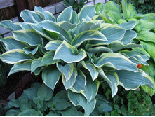 �����  ����� �������� (Regal Splendor)-150 ���   .  ����� 6-7 ����!!!