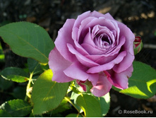 ��� ����.jpg