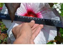 ������ ��� ������