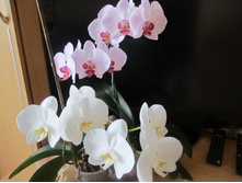 ����� 011.jpg