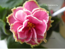 �� ��������