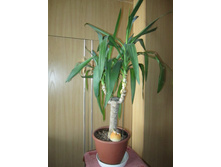 ����� 009.jpg