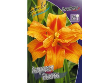 Apricot beauty ������� �����.jpg