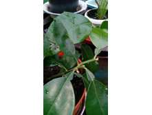 ������ 2 ��������.jpg