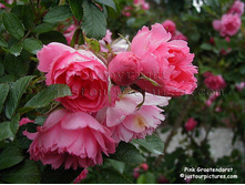 ���� ����������.jpg