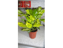 ������ �������