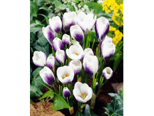 7,44���. ������ ����� ����� (����.)(���������� ������ ������ ���������� �� 10 ��.).jpg