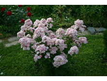 Bouquet Parfait-7,45