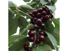 ����� ����������-200�.jpg