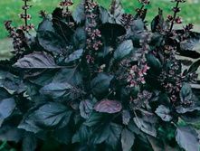 �������-����-������� ����������- 5,6 ���. - 0,5 �..jpg