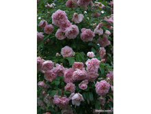 ����� Paul Noel 160��-33,80 � 140��-30,42.jpg