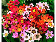 ��������� ������������ ������ 4-5 (25��) ������ ���� 117,13 ���. ����� ���� 99,56 ���.jpg