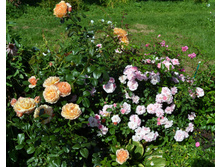 DSC 2099.JPG