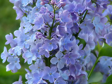 ������ Wedgewood Blue (������� ���)