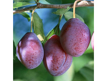 ����� ���������-230�.JPG