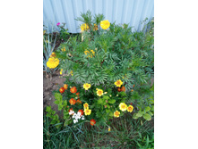 �������� ����