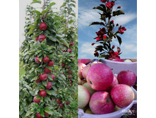 ������ ��������� ��������-250�.jpg