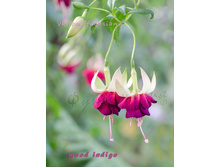 ������ Mood Indigo