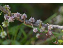 DSC 7267 �������� ���������������.JPG