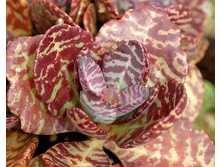 �������� ���������, ��� ����������� (Kalanchoe mamorata)-  100 ���.