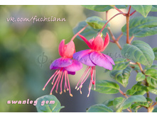 ������ Swanley Gem