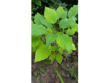 ���������. ��� ������