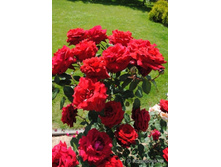 ����� Ingrid Bergman	110 ��	23,66