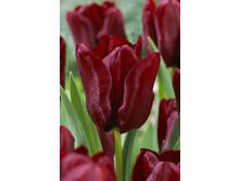 16,62���. ������� �������(��� 10 ��. ���������� ������ 5��.)���15.jpg