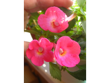 ����-�������