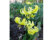 ������ ������� ��� (5��) ������ ���� 260,93 ���. ����� ���� 221,79 ���.jpg