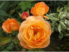 ���� ���� ��������� (�����)