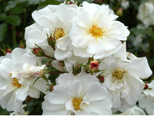 Diamant Rose (������).jpg