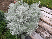 ������ ������ ����