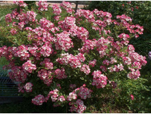 ������ No2