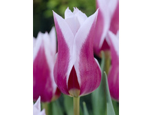 12,88���. ������� �������(���������� ������ ������ ���������� �� 10 ��.).jpg