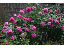 Mme Isaac Pereire-13,54