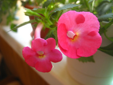 ����-�������