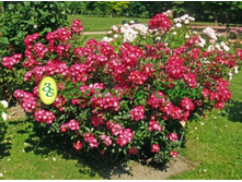 Grand-Duc Jean-10,14