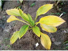 ������ � ��������