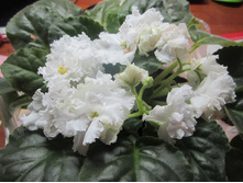 ����� 001.jpg