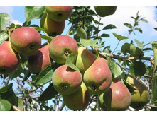 ����� ��������� ���������-160�.jpg