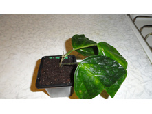 ������������ ������������� (Clerodendrum speciosissimum) - 150- 180 ���.