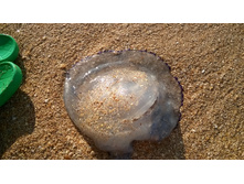 WP 20160907 17 20 16 Pro.jpg