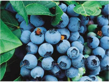 �������� Cor. Bluecrop