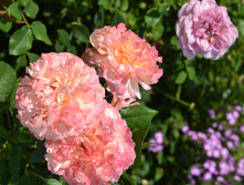 Augusta Luise